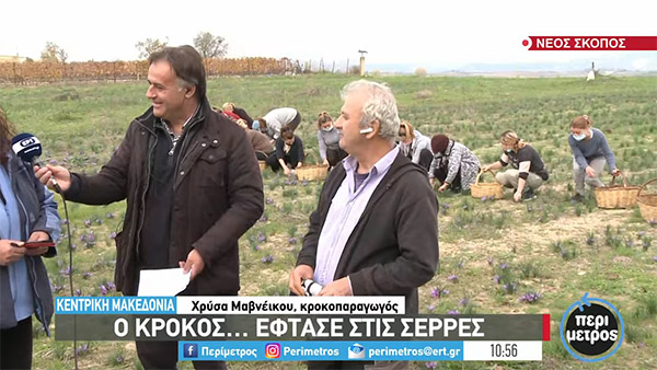 Ο κρόκος… έφτασε στις Σέρρες