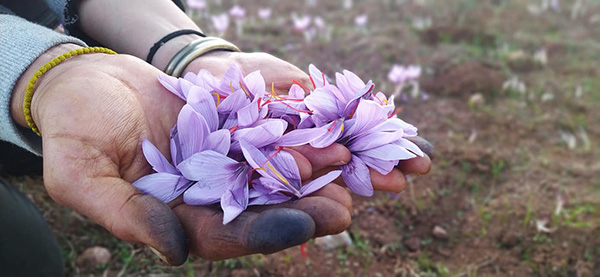 Κρόκος (Crocus sativus) Σαφράνι ή Ζαφορά – Tο ακριβότερο μπαχαρικό στον κόσμo