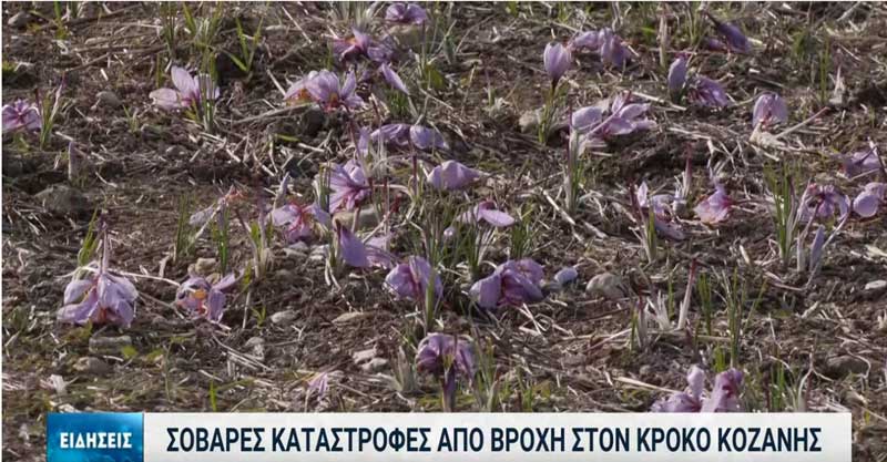 Οι κροκοπαραγωγοί βλέπουν τα κατεστραμμένα λουλούδια τους