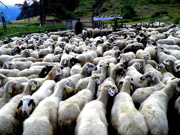 Σεμινάριο του ΕΛΓΟ για την κτηνοτροφία στην Κοζάνη