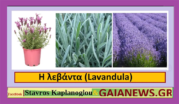 Λεβάντα – Levandula