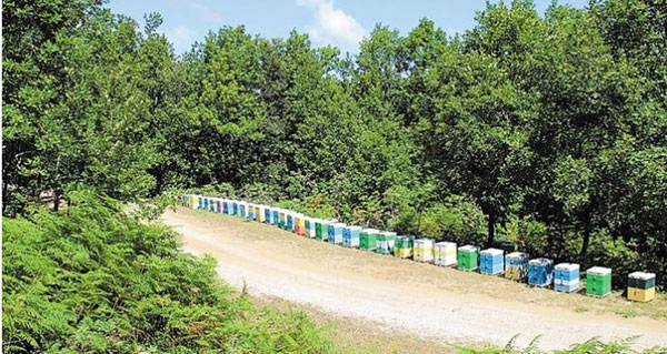Επιστημονική έρευνα για την απόκτηση ταυτότητας στο μέλι της Δυτικής Μακεδονίας