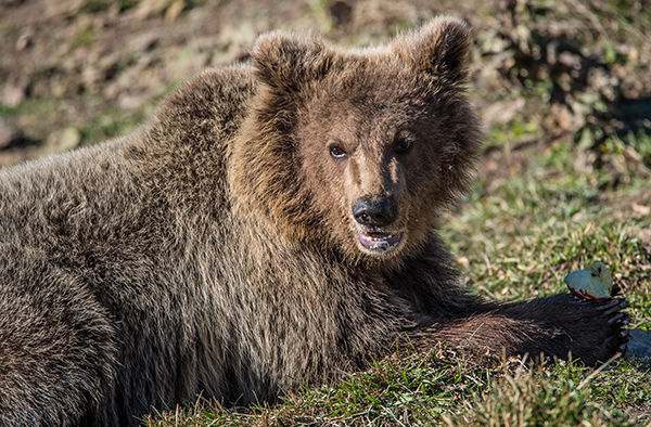 Αρκτούρος: Γνωρίστε τις αρκούδες του διεθνούς περιβαλλοντικού κέντρου