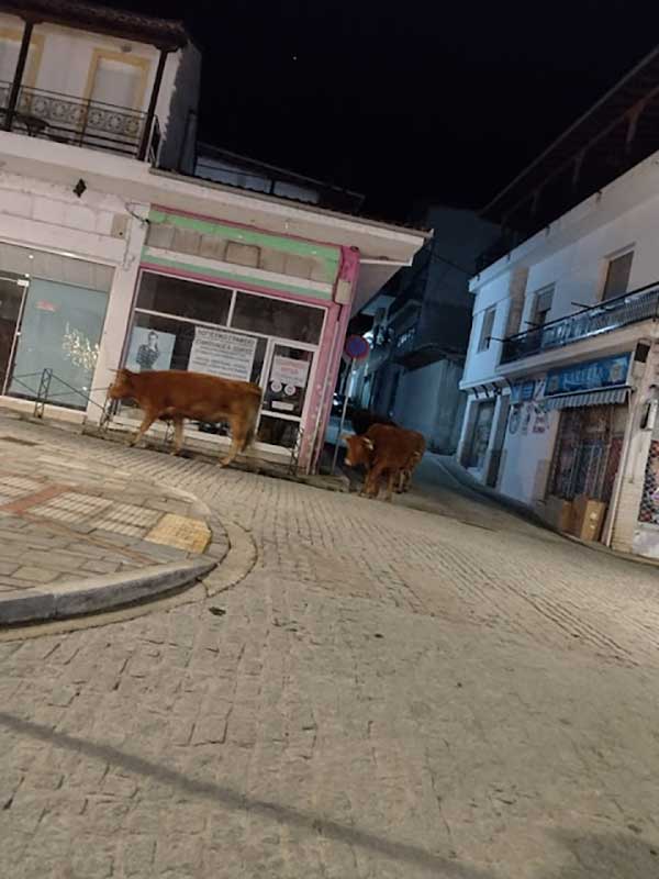 Αγελάδες στο κέντρο των Σερβίων! (φωτογραφίες και βίντεο)