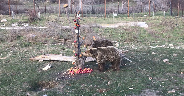 Αρκτούρος: Το χριστουγεννιάτικο τραπέζι του Μπράντλεϊ και του Κούπερ στρώθηκε