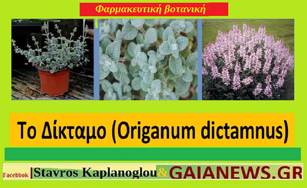 Δίκταμο (Έρωντας, σταθάρι, σταμνόχορτο, σταματόχορτο, στομαχόχορτο ) του Σταυρού Π. Καπλάνογλου Γεωπόνου