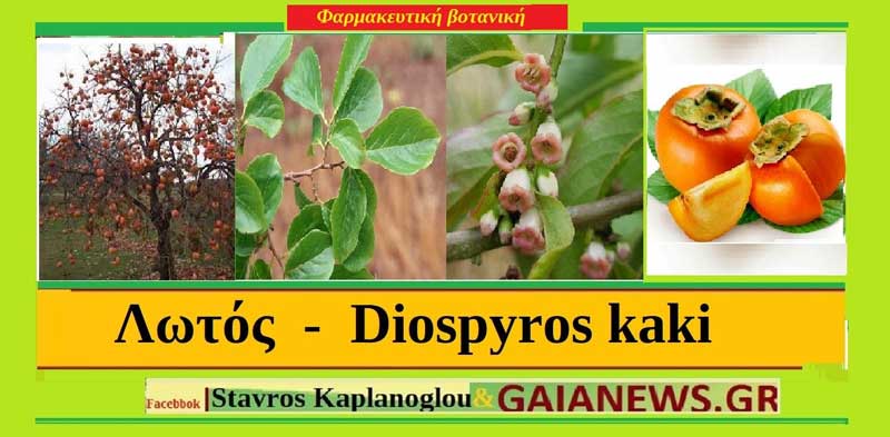 Λωτός-μηλολωτός-Diaspyros kaki (Ένα φρούτο της εποχής )