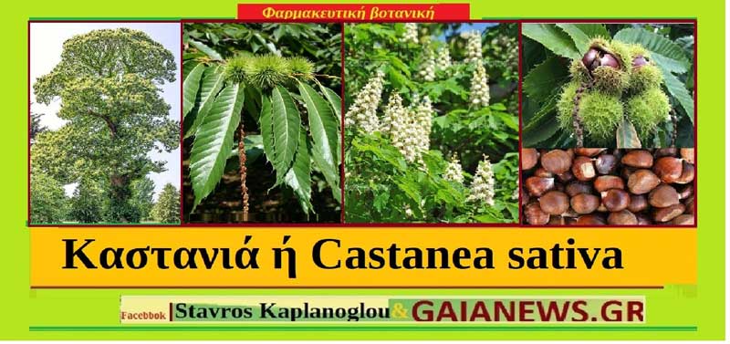 Καστανιά ή castanea sativa , ή γλυκιά καστανιά.