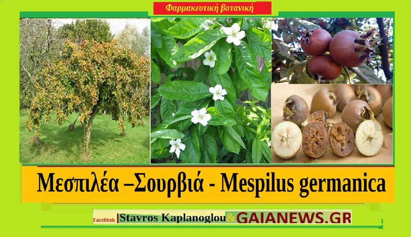 Μεσπιλέα –Σουρβιά – Mespilus germanica – Medlar: Διατροφικά οφέλη και ιατροφαρμακευτικές ιδιότητες
