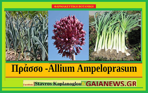 Πράσσο -Allium Ampeloprasum, Allium porrum – Διατροφικά οφέλη και ιατροφαρμακευτικές ιδιότητες – του Σταύρου Π. Καπλάνογλου Γεωπόνος