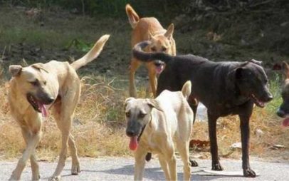 Εορδαία: Άγνωστοι δηλητηρίασαν σκύλους και γάτες στο Ανατολικό