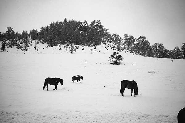 Άλογα στα χιόνια (φωτογραφίες του Σάκη Αναστασόπουλου)