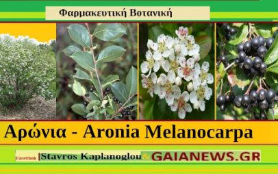 Αρώνια – Aronia Melanocarpa Chokeberries (Aronia melanocarpa), διατροφικά οφέλη και ιατροφαρμακευτικές ιδιότητες – του Σταύρος Π. Καπλάνογλου Γεωπόνου