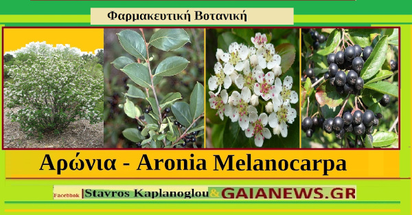 Αρώνια – Aronia Melanocarpa Chokeberries (Aronia melanocarpa), διατροφικά οφέλη και ιατροφαρμακευτικές ιδιότητες – του Σταύρος Π. Καπλάνογλου Γεωπόνου