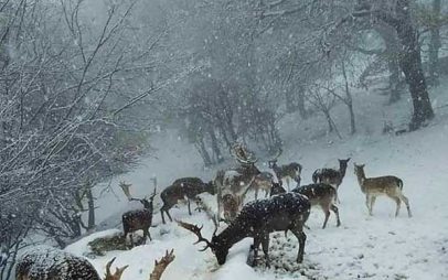 Φωτογραφία της ημέρας: Χιονισμένο πάρκο ελαφιών Αγίου Παντελεήμονος