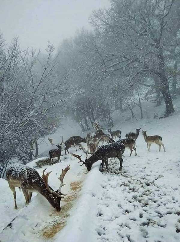 Φωτογραφία της ημέρας: Χιονισμένο πάρκο ελαφιών Αγίου Παντελεήμονος