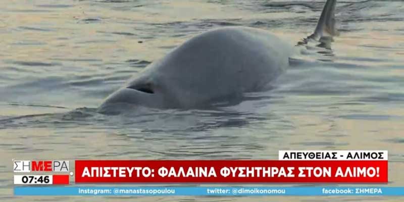 Φάλαινα φυσητήρας εντοπίστηκε στην παραλία Αλίμου