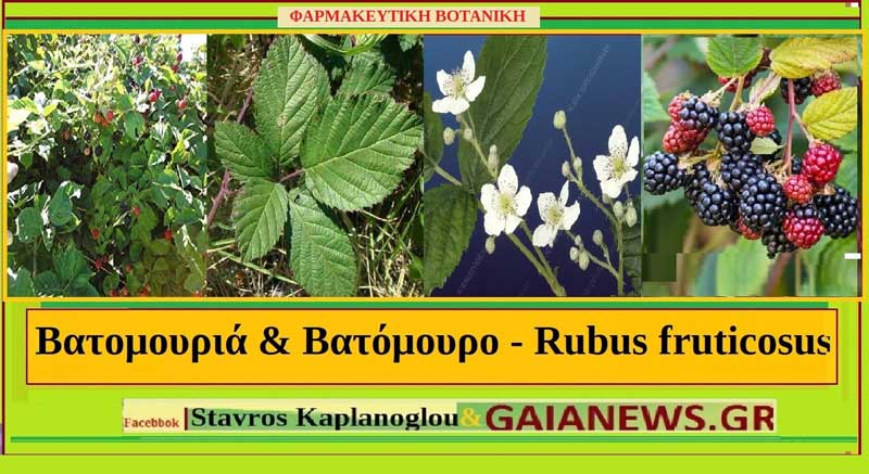 Βατομουριά & Βατόμουρο – Rubus fruticosus – Blackberry- Διατροφικά οφέλη και ιατροφαρμακευτικές ιδιότητες