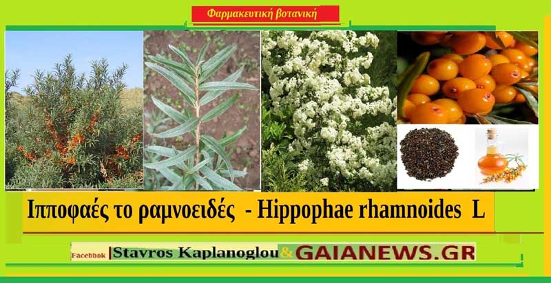 Ιπποφαές το ραμνοειδές – Hippophae rhamnoides L- Διατροφικά οφέλη και ιατροφαρμακευτικές ιδιότητες