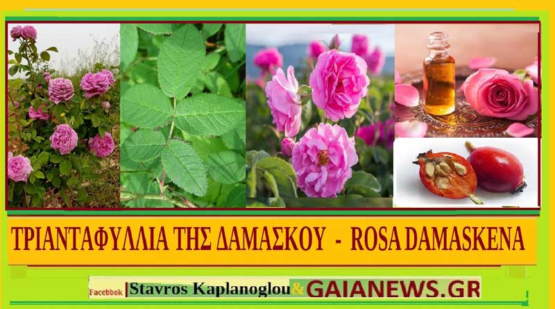 17) Σπάρτη Πισιδίας: Η τριανταφυλλιά που στήριξε την οικονομία των Ελλήνων της Σπάρτης Έως το 1922. Ιδανική για παραγωγή ροδέλαιου