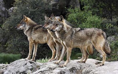 Αγέλη λύκων εμφανίστηκε στην Ψαλίδα της Καστοριάς