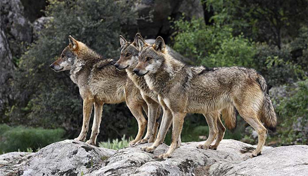 Αγέλη λύκων εμφανίστηκε στην Ψαλίδα της Καστοριάς