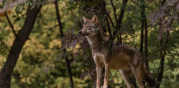 Ο “Αρκτούρος” για επίθεση λύκου σε σκύλο οικογένειας στην Πάρνηθα