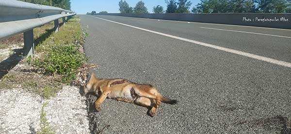 Ατύχημα με τσακάλι στην Καστόρια