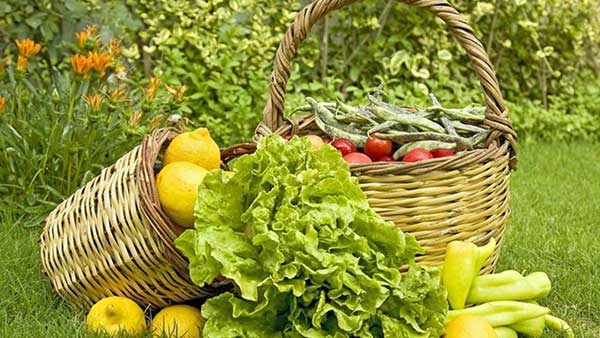 Πρόσκληση υποβολής αιτήσεων στήριξης για συμμετοχή στο μέτρο 11 «Βιολογική Γεωργία», συνολικής δαπάνης 490 εκατ. ευρώ