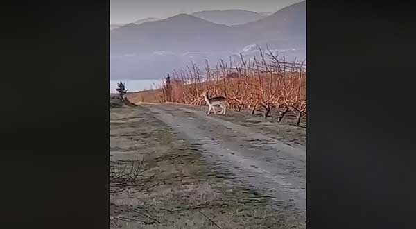 Ζαρκάδι κάνει βόλτες στον κάμπο του Πλατανορρεύματος (Βίντεο)