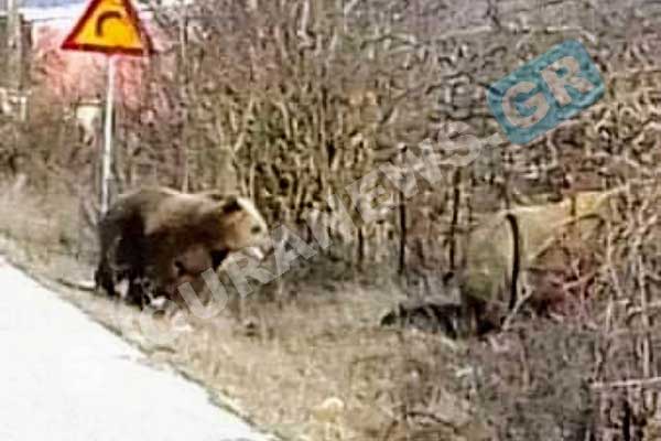 Καστοριά: Δύο αρκούδες στη διασταύρωση Μαυροχωρίου