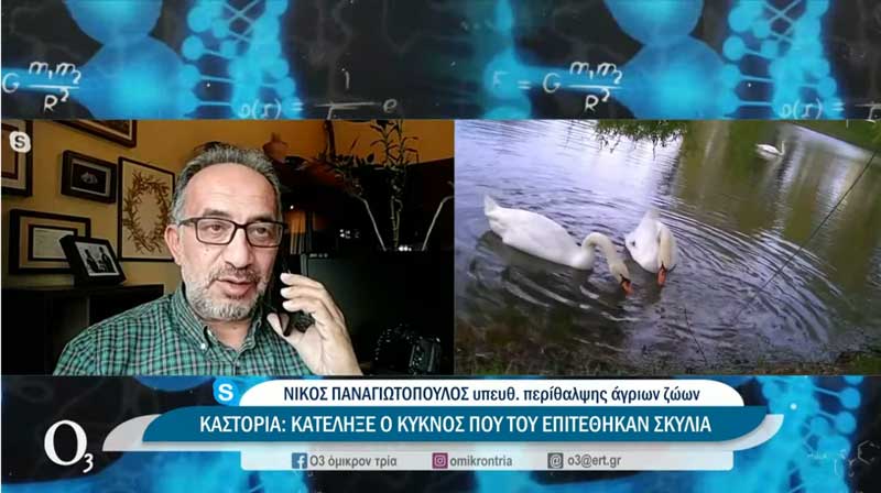 Άδοξο τέλος για τους ερωτευμένους κύκνους της Καστοριάς