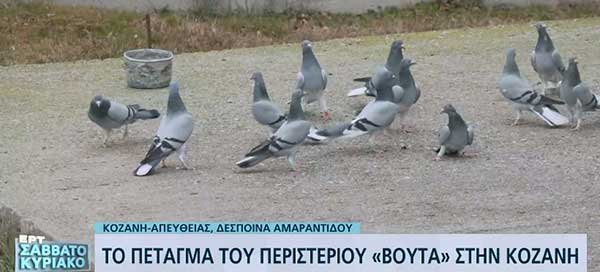 Το πέταγμα του περιστεριού “Βούτα” στην Κοζάνη