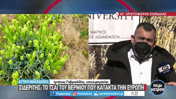 Το τσάι του Βερμίου που κατακτά την Ευρώπη
