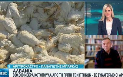 Νεκρά περισσότερα από 800.000 πτηνά στην Αλβανία λόγω της γρίπης των πτηνών