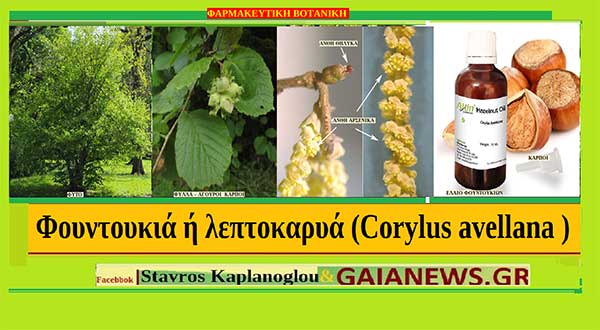 Φουντουκιά ήμερη ή λεπτοκαρυά (Corylus avellana ) -Διατροφικά οφέλη & ιατροφαρμακευτικές ιδιότητες , του Σταύρου Π. Καπλάνογλου Γεωπόνου