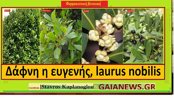 Δάφνη η ευγενής, laurus nobilis), διατροφικά οφέλη και ιατροφαρμακευτικές ιδιότητες, του Σταύρου Π. Καπλάνογλου Γεωπόνου