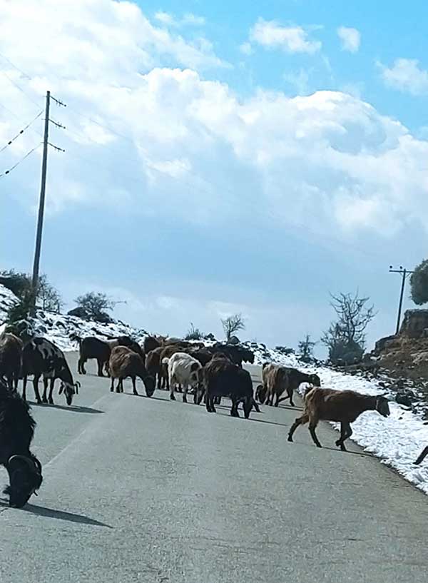 Διαδρομή Κοζάνη, Λευκοπηγή, Χρώμιο και στο βάθος ο Χιονισμένος Μπουρινος