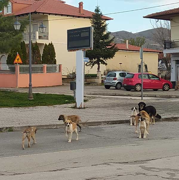 Γέμισε αδέσποτα κουτάβια το Μαυροδένδρι