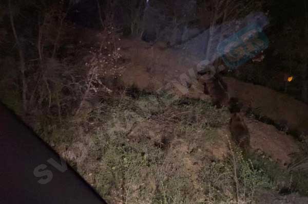 Αρκούδες μέσα σε χωριό του Α. Ορεστικού