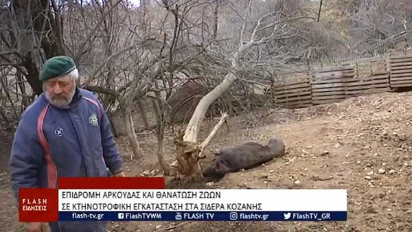 Επιδρομή αρκούδας σε κτηνοτροφική εγκατάσταση στα Σιδερά Κοζάνης (Βίντεο)