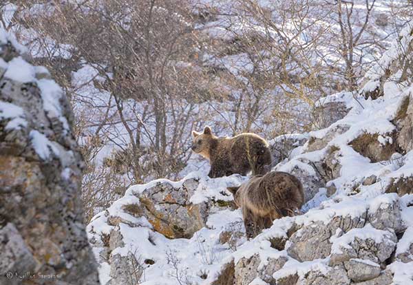 Τα δίδυμα αρκουδάκια απολαμβάνουν το φρέσκο χιονάκι στην Καστοριά