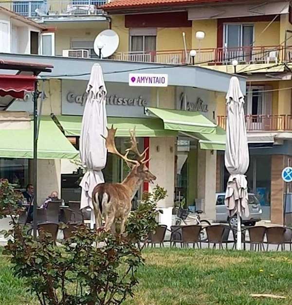 Ελάφι βγήκε βόλτα στους δρόμους του Αμυνταίου