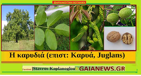 Η καρυδιά (επιστ: Καρυά, Juglans), διατροφικά οφέλη και ιατροφαρμακευτικές ιδιότητες – του Σταυρού Π. Καπλάνογλου Γεωπόνου