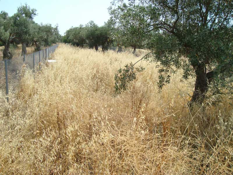 Τμήμα Περιβάλλοντος και Πολιτικής Προστασίας Δήμου Εορδαίας: Παράταση για τις δηλώσεις καθαρισμού οικοπέδων