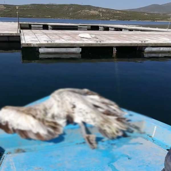 Ο Νίκος Κουρτίδης για την περισυλλογή των νεκρών πτηνών στη λίμνη Πολυφύτου