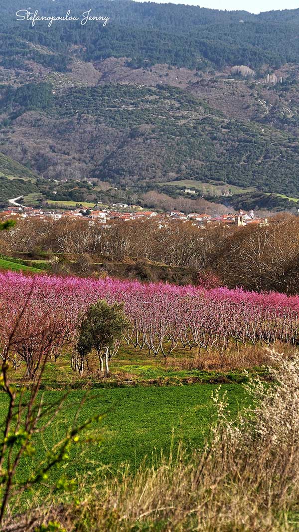 Ο κάμπος Πλατανορρεύματος στις αποχρώσεις της άνοιξης