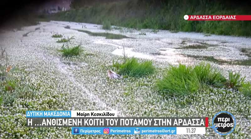 Η ανθισμένη κοίτη του ποταμού στην Άρδασσα Πτολεμαΐδας