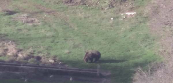 Δύο ζαρκάδια, μία αρκούδα και δύο λύκοι στο ίδιο σκηνικό πεδίο, την ίδια σχεδόν χρονική στιγμή