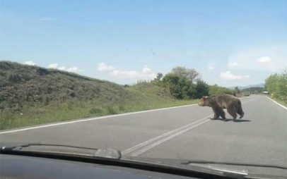 Του πετάχτηκε τεράστια αρκούδα στον δρόμο – Ευτυχώς δεν έτρεχε
